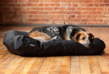 Chew-Resistant Dog Beds: Durable Comfort for Aggressive Chewers 